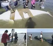 В Хабаровском крае спасли белух, застрявших на мели.webp
