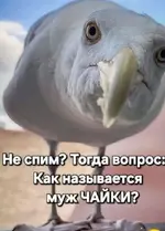 Вопрос про чайку.webp