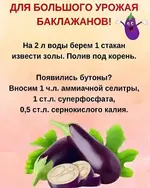 Шпаргалка для хорошего урожая баклажанов.webp