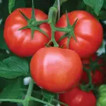 Подкормка для томатов.webp