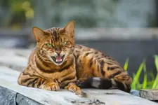 Бенгальский кот загрыз чихуахуа в Москве.webp