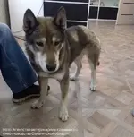 Пес спас хозяина от медведя и едва не погиб из-за потери крови.webp