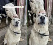1786168589634.webp