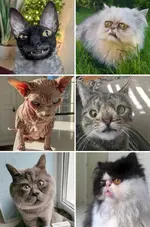 1786192565461.webp