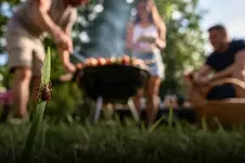 Укус клеща может вызвать аллергию на мясо.webp