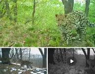 Дальневосточная самка леопарда стала «няней» для чужих котят.webp