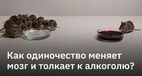 Одиночество меняет мозг, стимулируя мужчин больше пить.webp