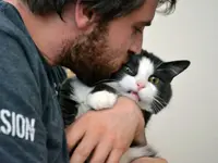 Коты — лучшие друзья человека.webp
