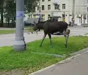 1788866105357.webp